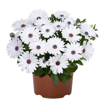 Osteospermum African Daisy 'Margarita'
