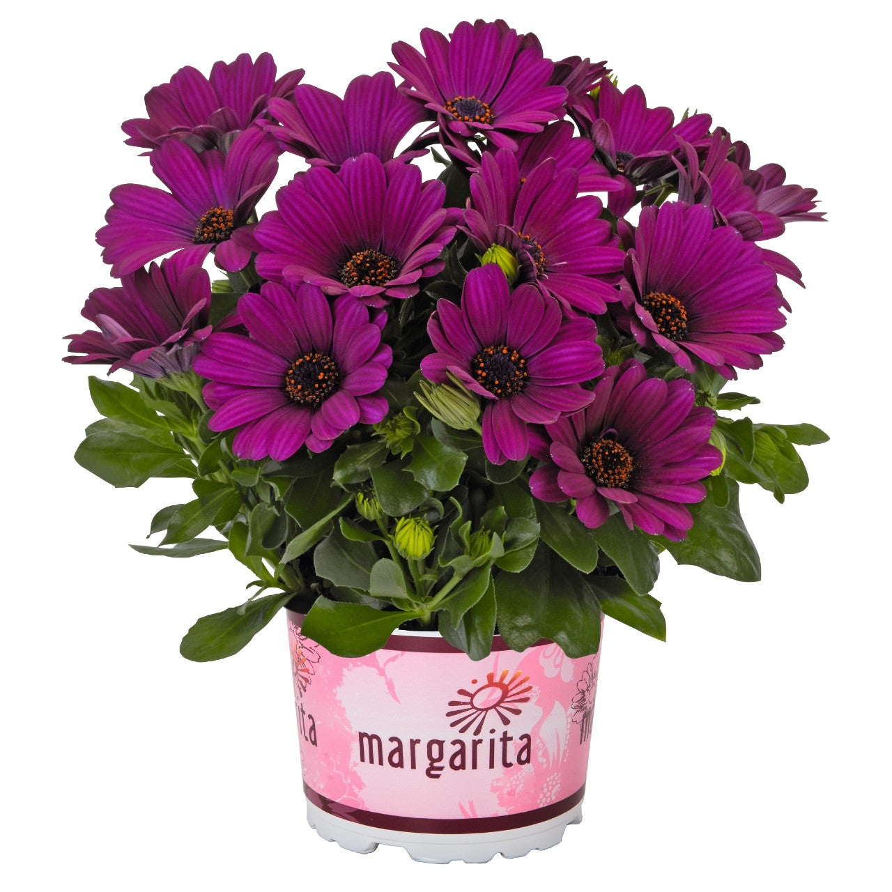 Osteospermum African Daisy 'Margarita'