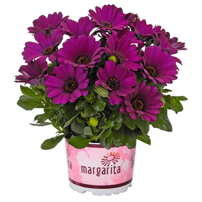 Osteospermum African Daisy 'Margarita'