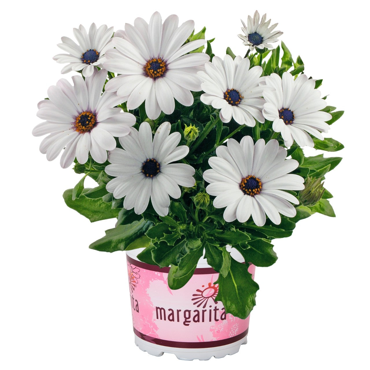 Osteospermum African Daisy 'Margarita'