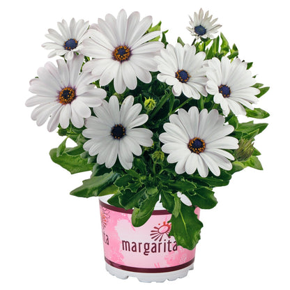 Osteospermum African Daisy 'Margarita'