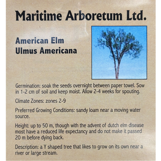 Maritime Arboretum Seed American Elm