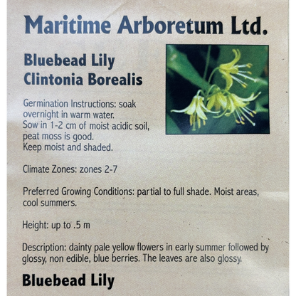 Maritime Arboretum Seed Bluebead Lily