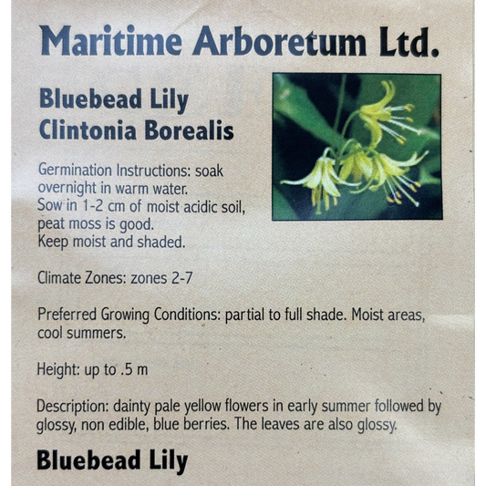 Maritime Arboretum Seed Bluebead Lily