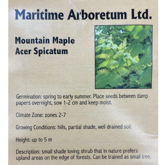 Maritime Arboretum Seed Mountain Maple