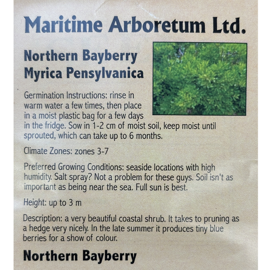 Maritime Arboretum Seed Northern Bayberry