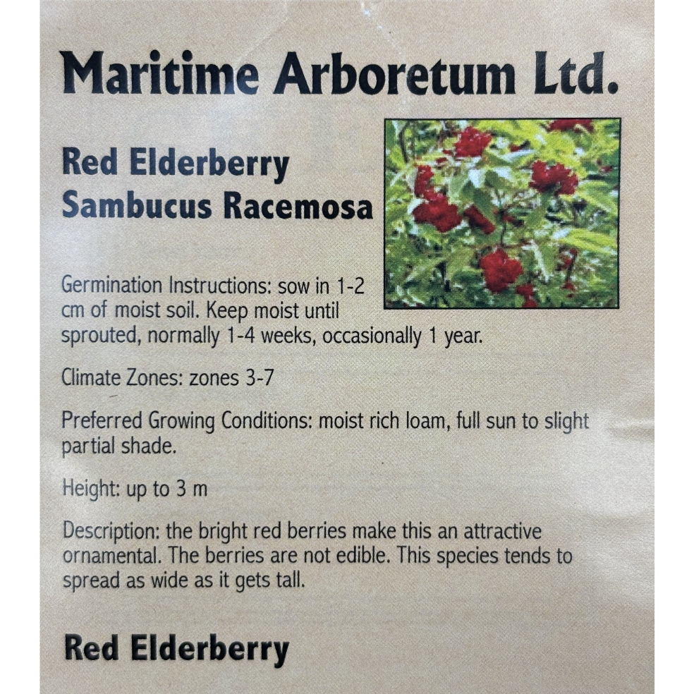 Maritime Arboretum Seed Red Elderberry