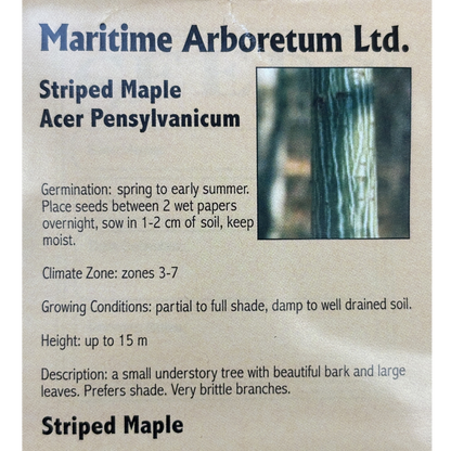 Maritime Arboretum Seed Striped Maple