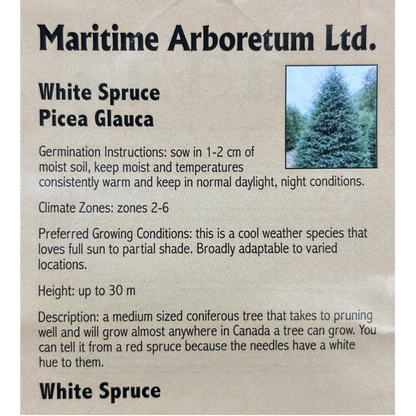 Maritime Arboretum Seed White Spruce
