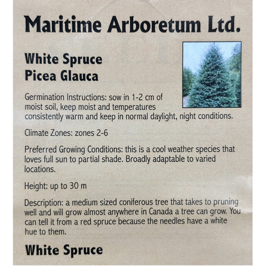 Maritime Arboretum Seed White Spruce