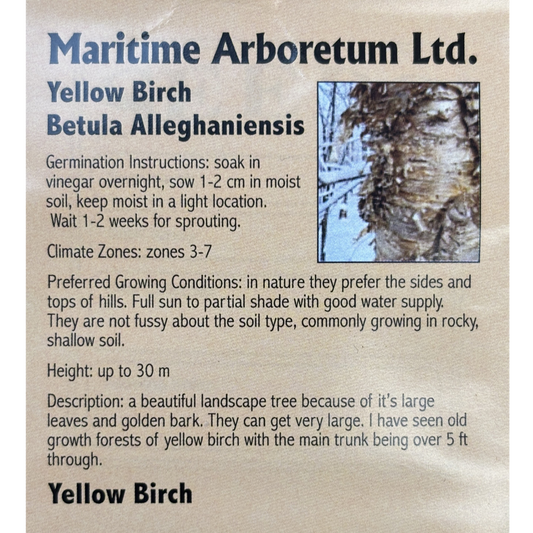 Maritime Arboretum Yellow Birch