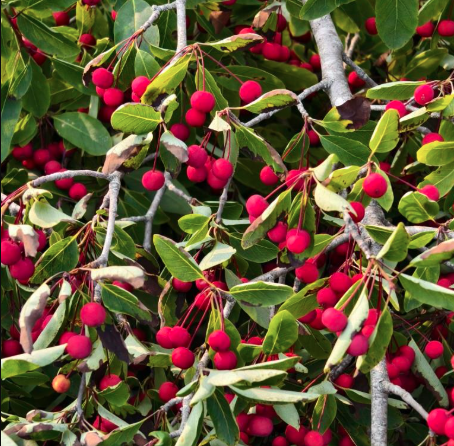 Maritime Arboretum Seed Mountain Holly