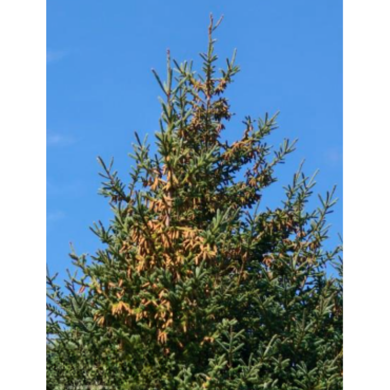 Maritime Arboretum Seed White Spruce
