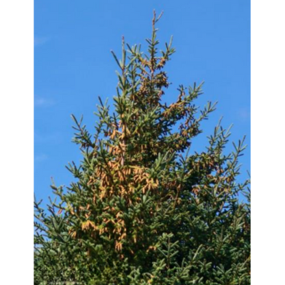 Maritime Arboretum Seed White Spruce