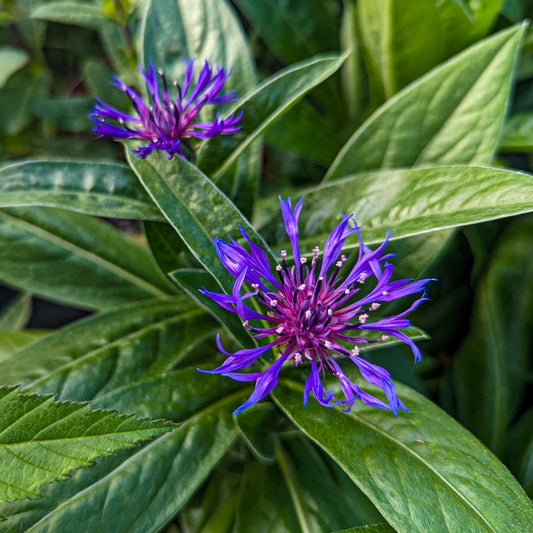 Cornflower 'Amethyst'