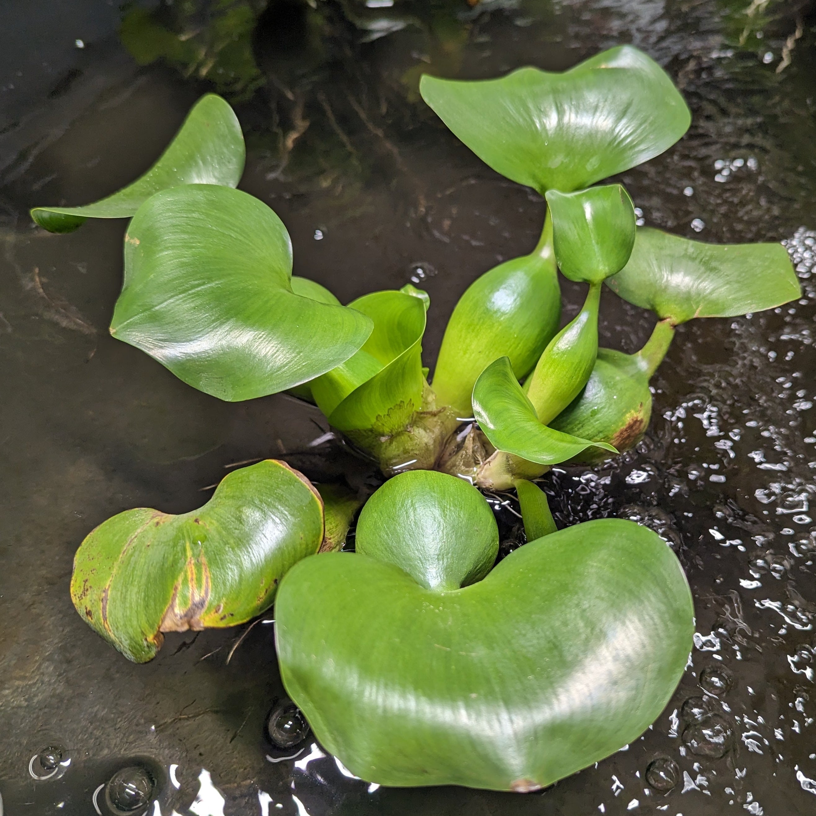 Water Hyacinth