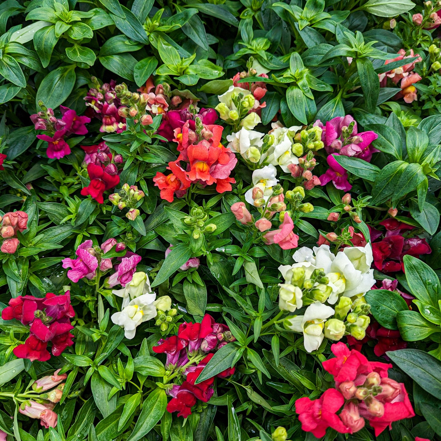 Snapdragon 'Rocket'