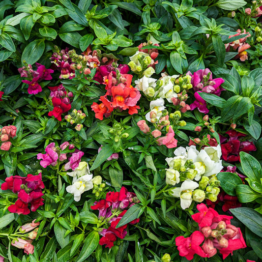 Snapdragon 'Rocket'