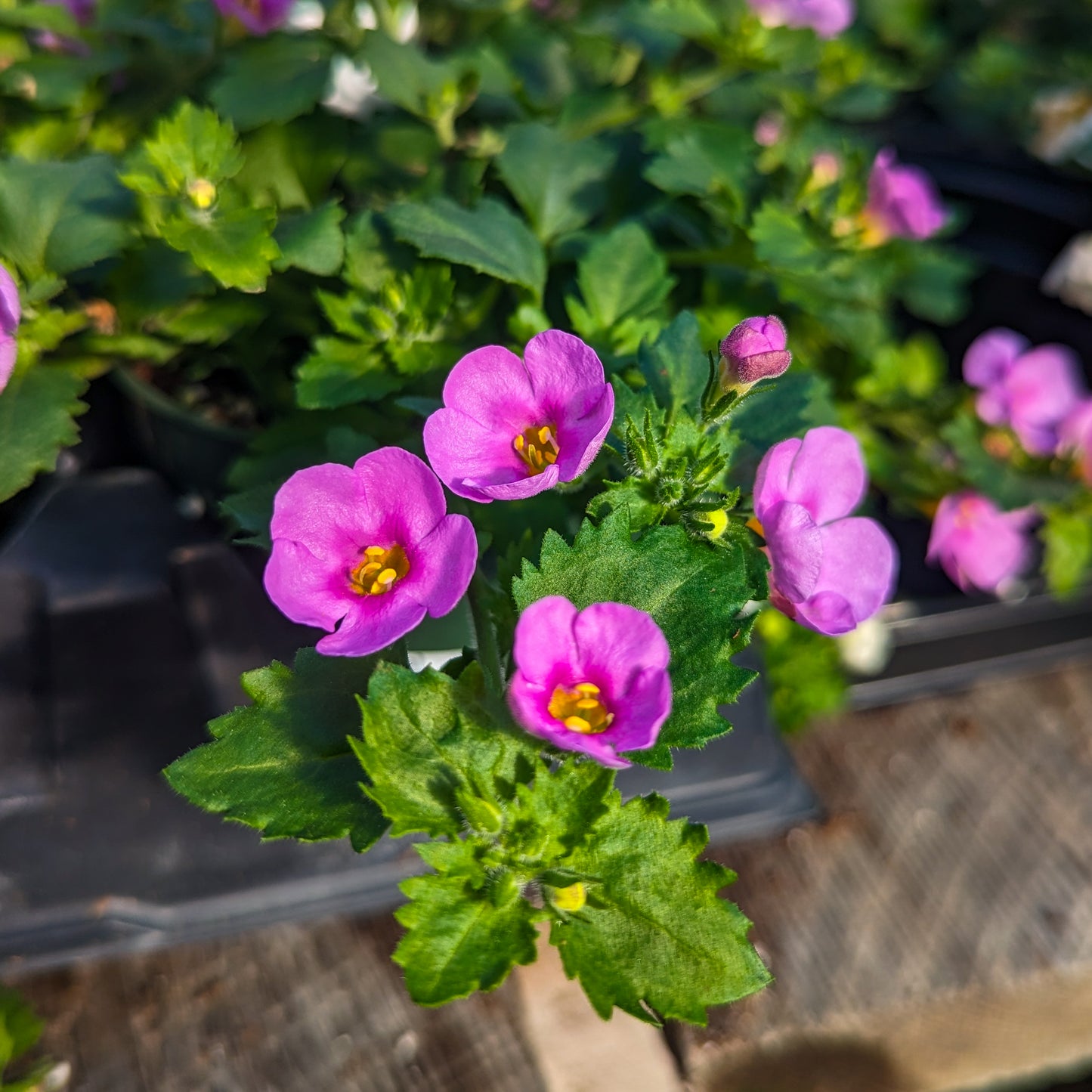 Bacopa 'Betty'