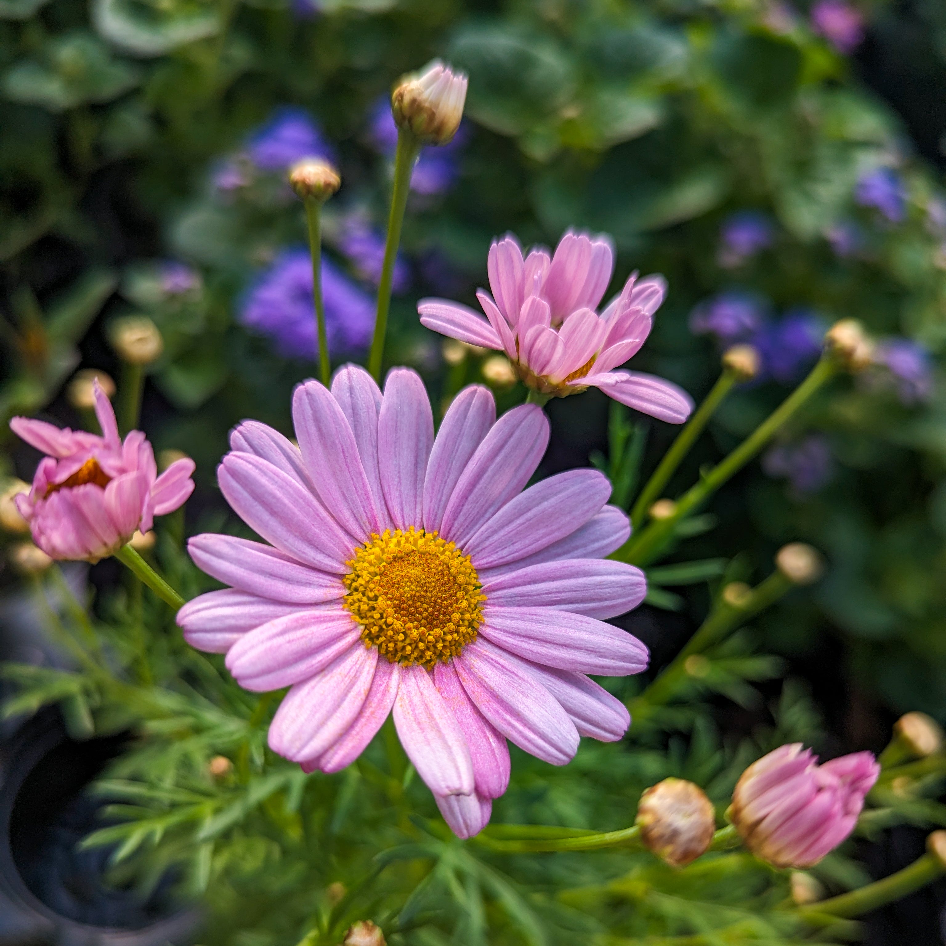 Argyranthemum Marguerite Daisy 'Comet'
