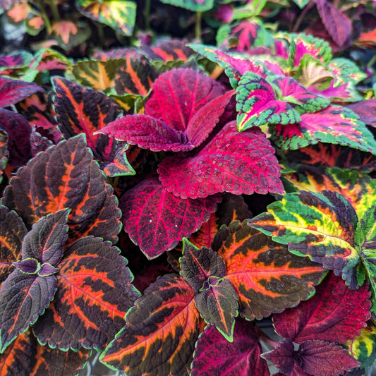 Coleus 'Masterblends Rainbow'