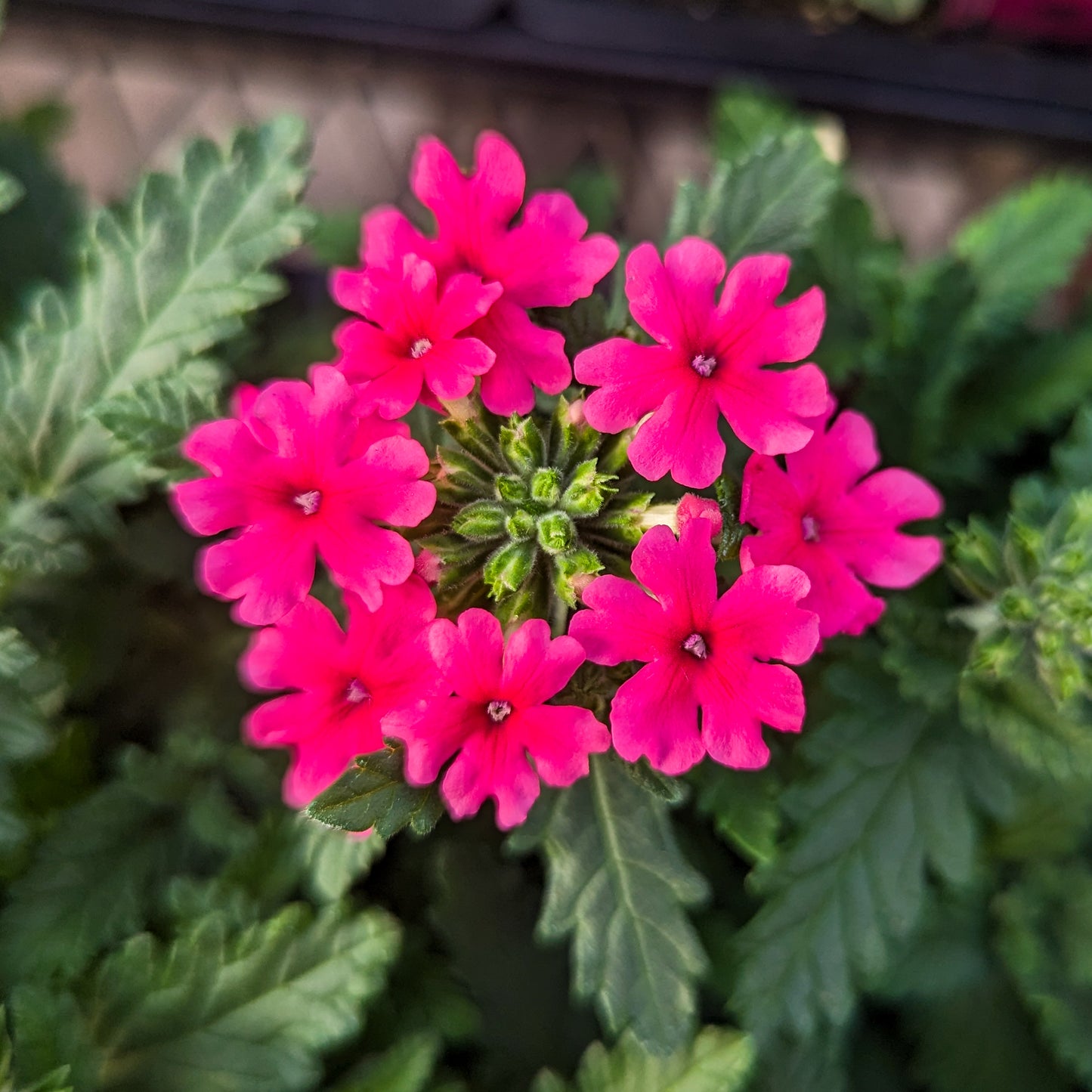 Verbena 'Obsession'