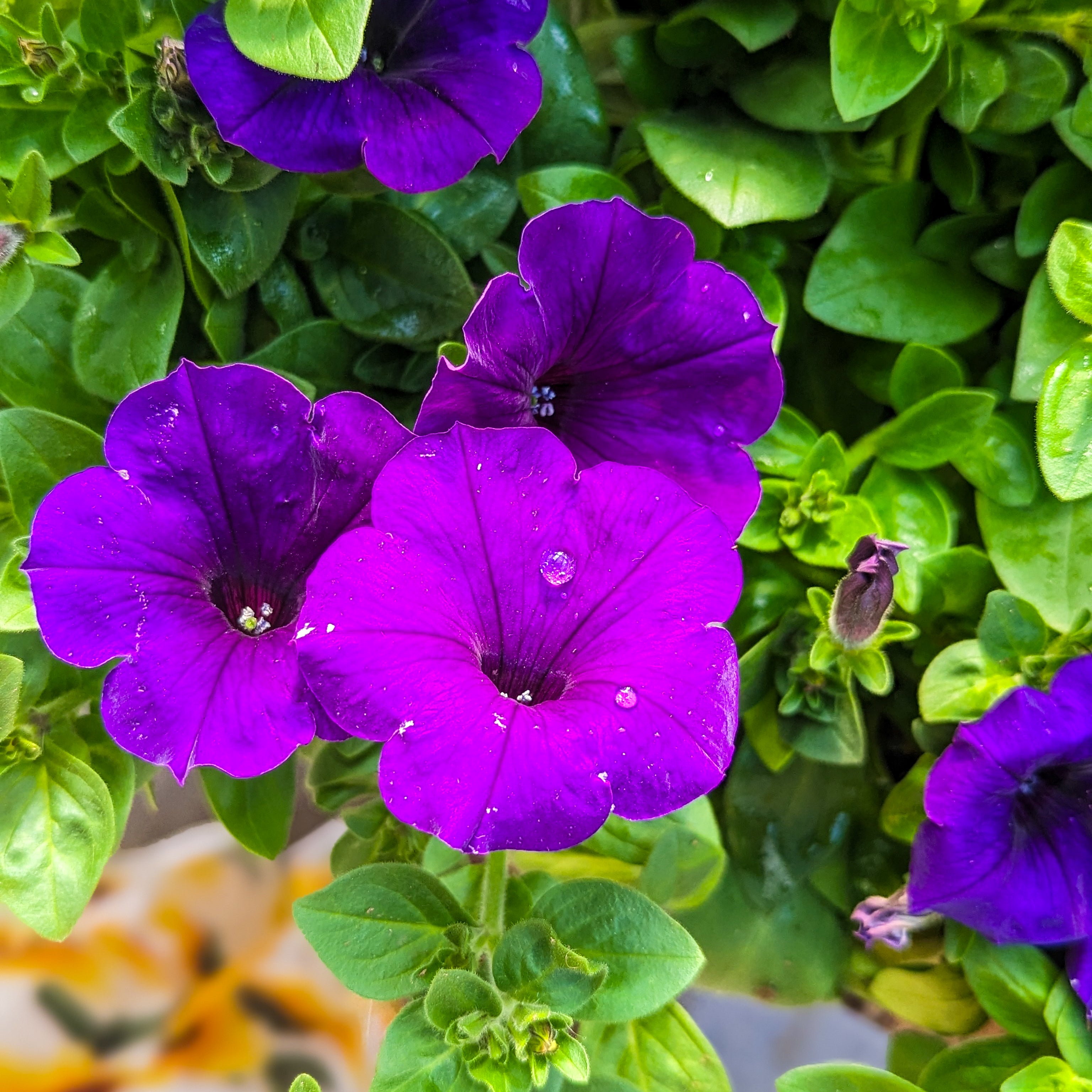 Petunia 'Easy Wave®'