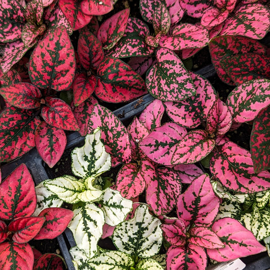 Hypoestes