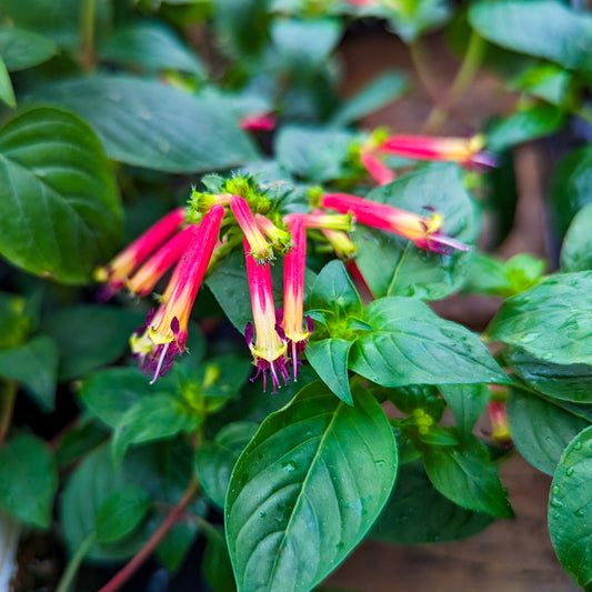Cuphea