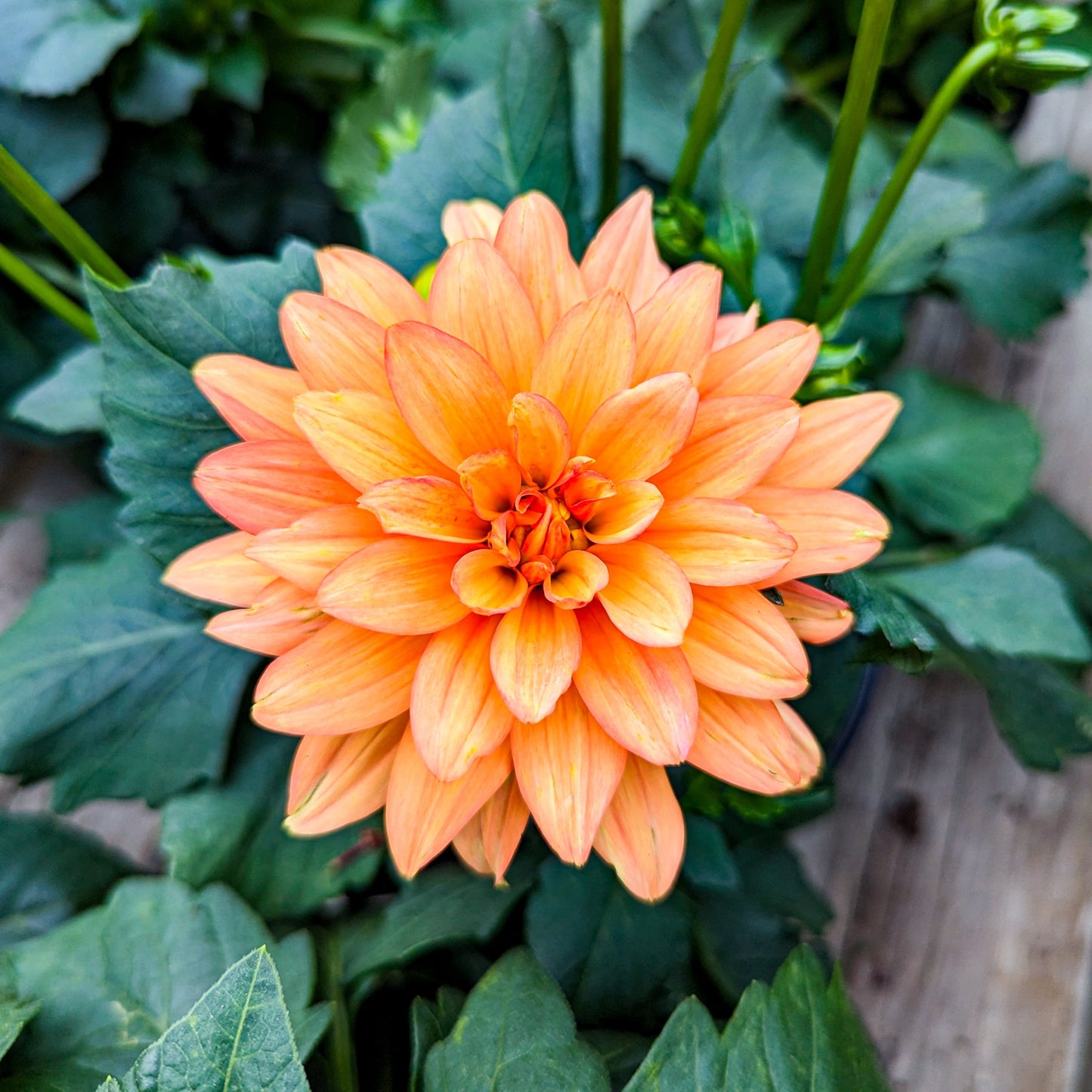 Dahlia 'XXL'