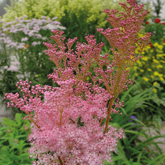 Dwarf Pink Meadowsweet
