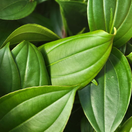 Medinilla