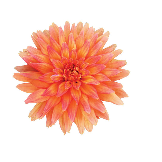 Dahlia 'Megaboom'