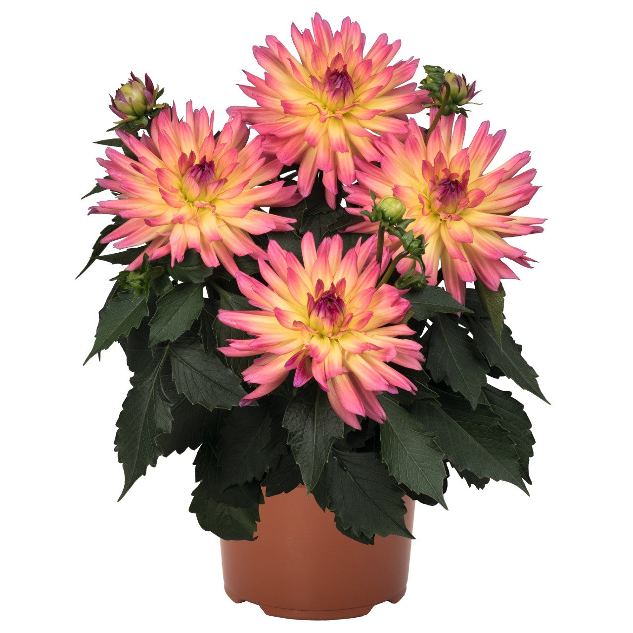 Dahlia 'Megaboom'