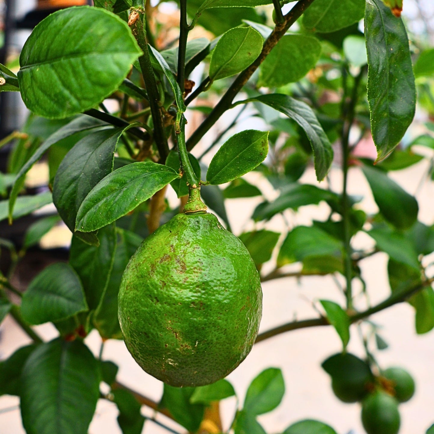 Citrus 'Lemon'