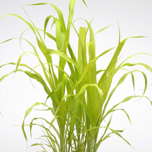 Millet Ornamental