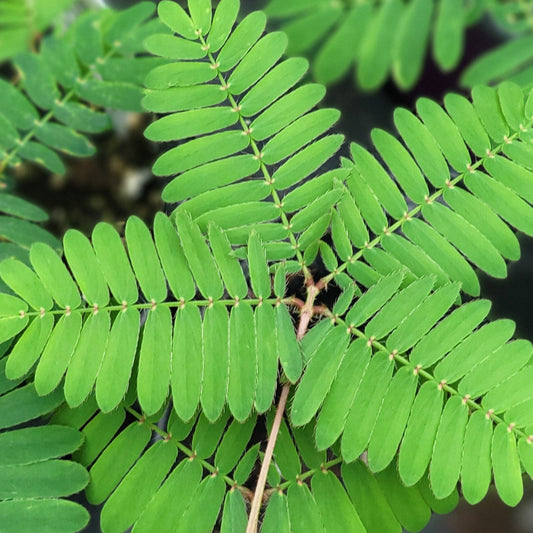 Sensitive Plant 'Mimosa'
