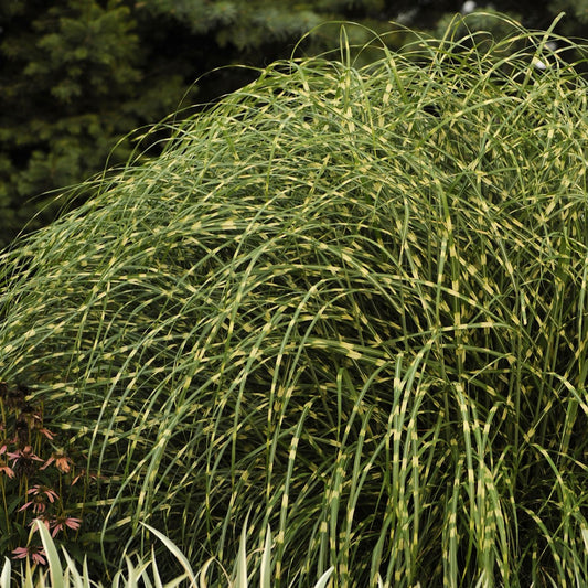 Dwarf Zebra Grass