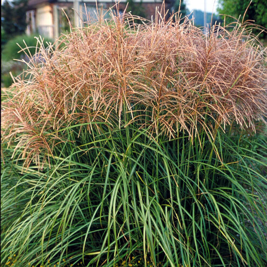 Maiden Grass