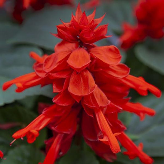 Salvia 'Mojave'