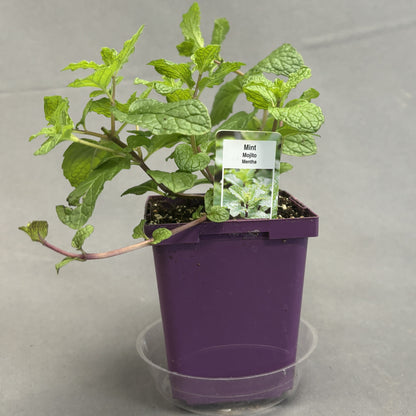 Mint 'Mojito'