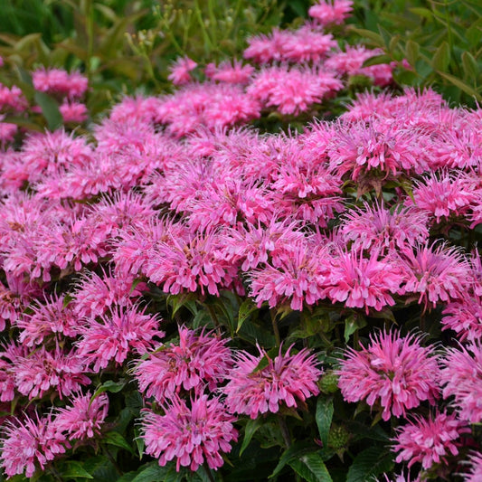 Bee Balm 'Sugar Buzz®' Series