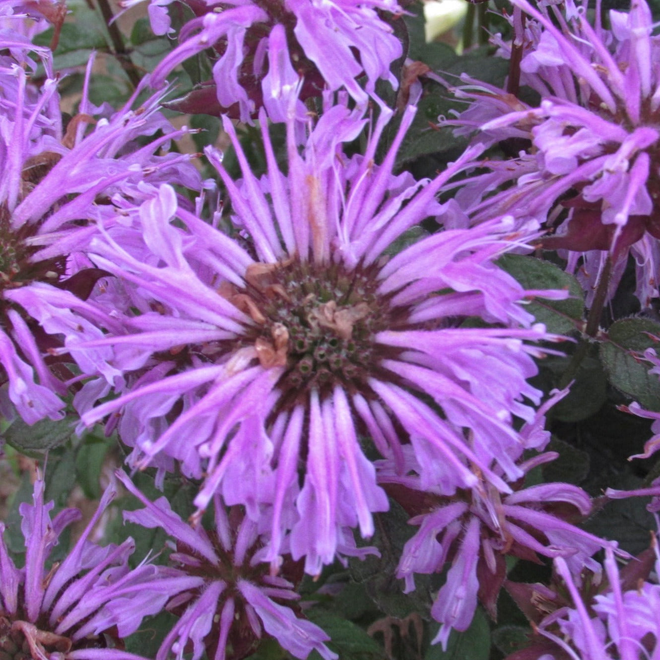 Bee Balm 'Sugar Buzz®' Series