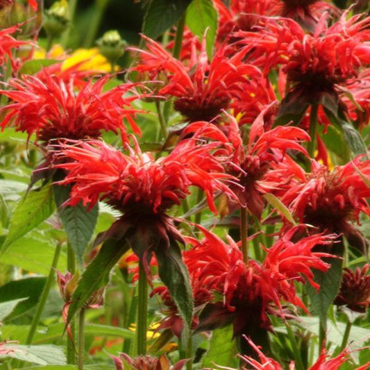 Bee Balm 'Jacob Cline'