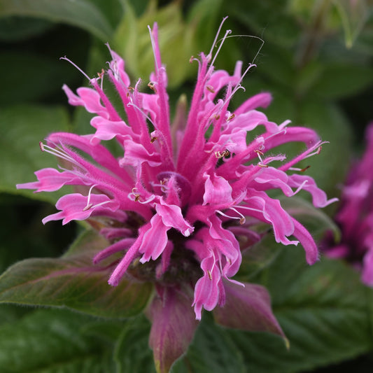 Bee Balm 'BeeMine™' Series