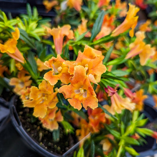 Mimulus 'Mai Tai' Series