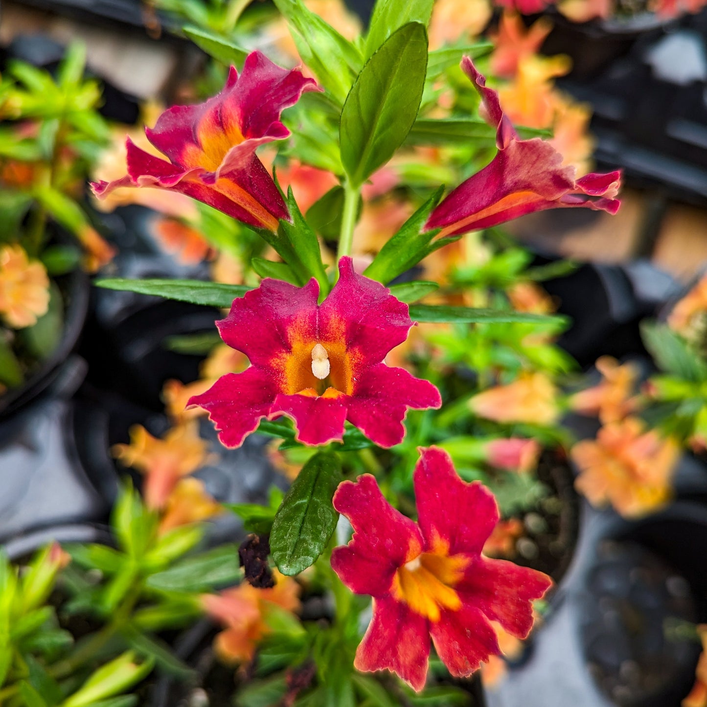 Mimulus 'Mai Tai' Series