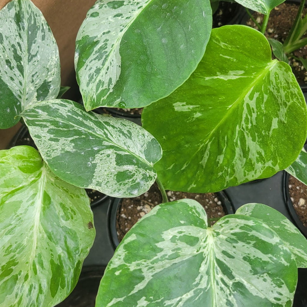 Monstera Bulbasaur