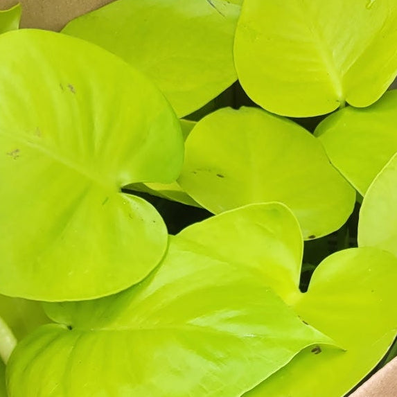 Monstera Super Golden