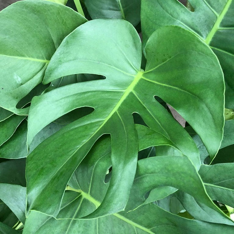 Monstera deliciosa
